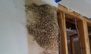 Mold Infestation In Drywall